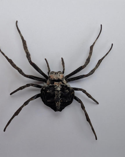 Framed darwin's bark spider: caerostris darwini - madagascar 6"x6"