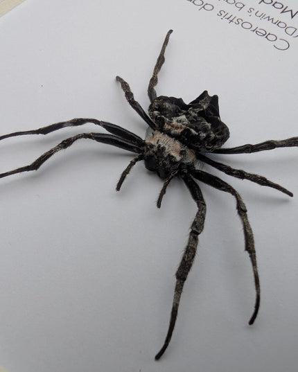 Framed darwin's bark spider: caerostris darwini - madagascar 6"x6"