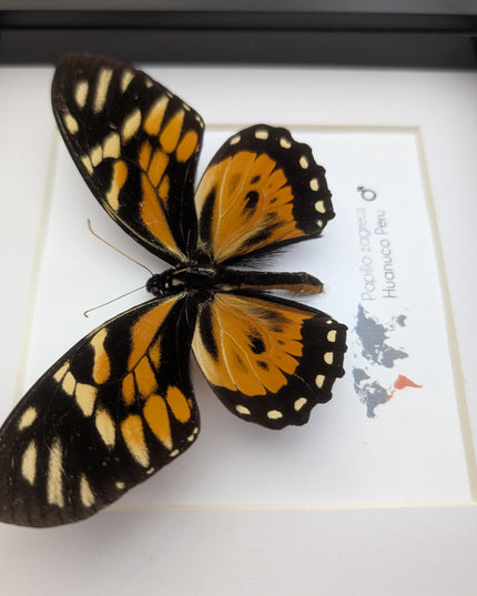 Framed tiger swallowtail taxidermy: orange & black butterfly wall decor