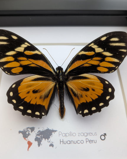 Framed tiger swallowtail taxidermy: orange & black butterfly wall decor
