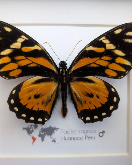 Framed tiger swallowtail taxidermy: orange & black butterfly wall decor