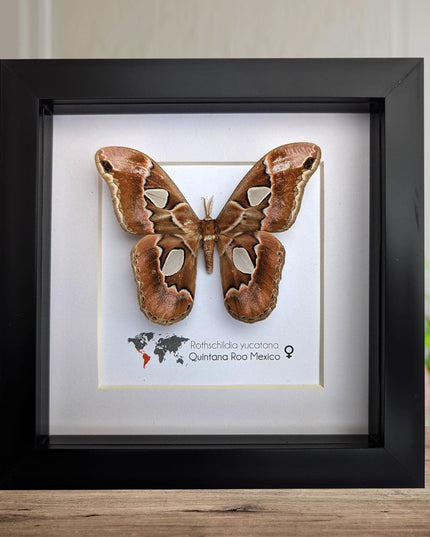 Rothschildia yucatana, rothschild's silkmoth, taxidermy, entomology gift,  moth display, nature, bug collection, ethically sourced