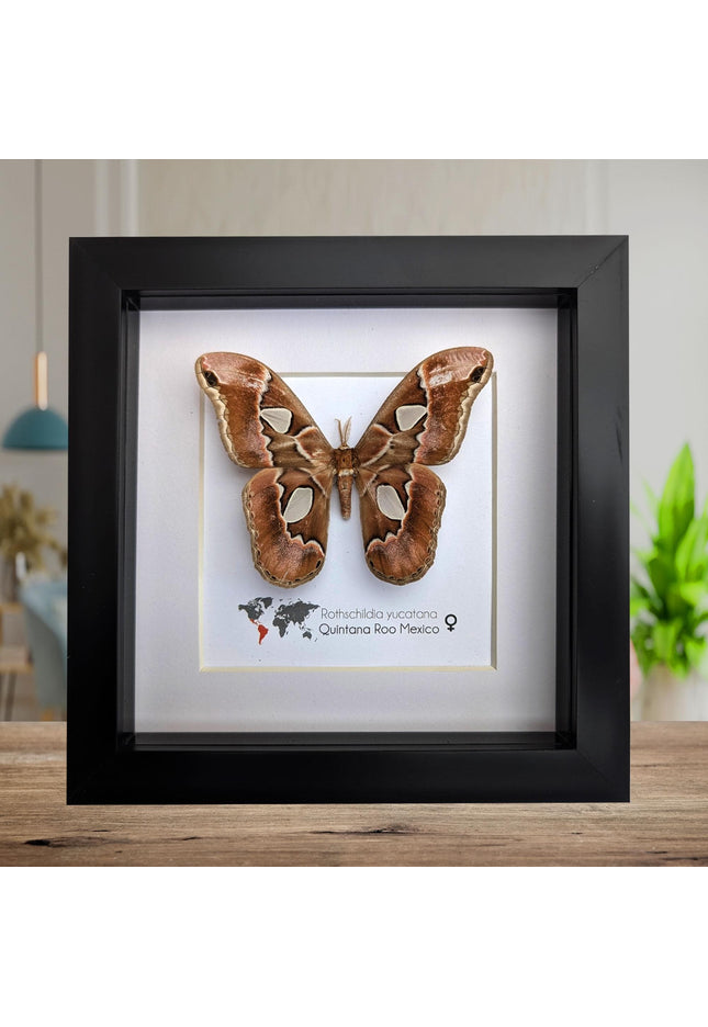 Rothschildia yucatana, rothschild's silkmoth, taxidermy, entomology gift,  moth display, nature, bug collection, ethically sourced