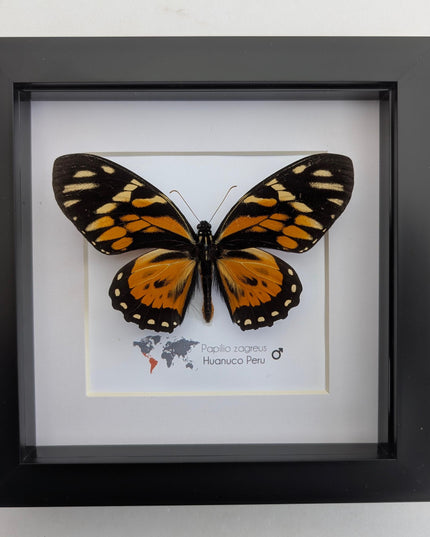 Framed tiger swallowtail taxidermy: orange & black butterfly wall decor