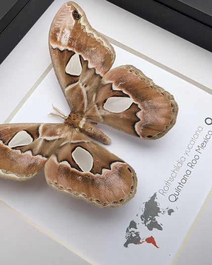 Rothschildia yucatana, rothschild's silkmoth, taxidermy, entomology gift,  moth display, nature, bug collection, ethically sourced
