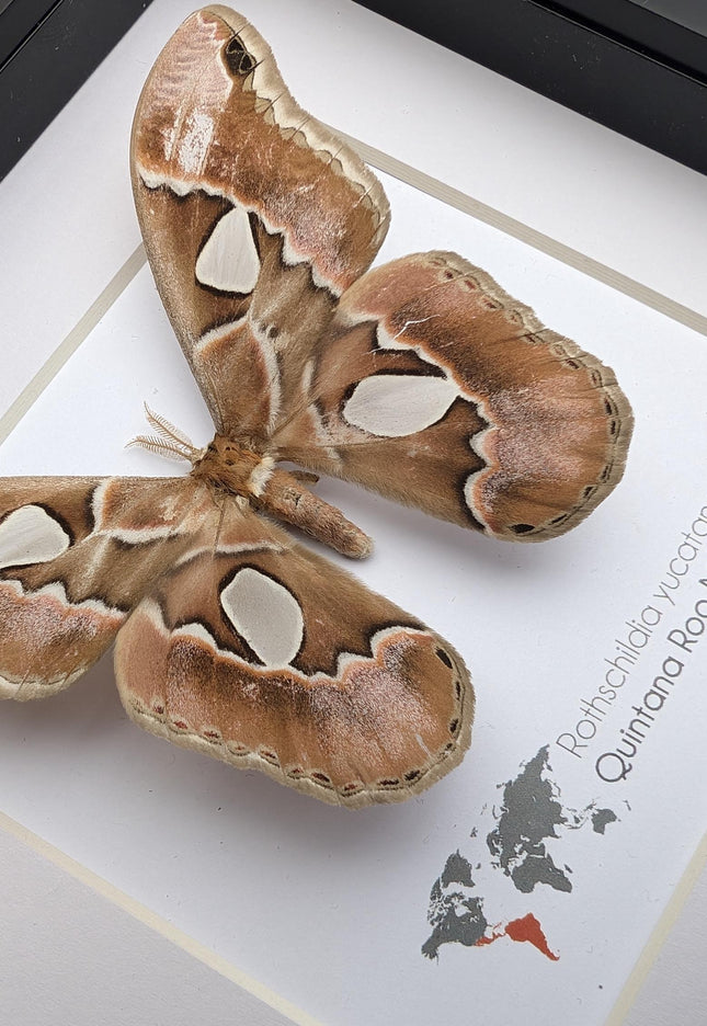 Rothschildia yucatana, rothschild's silkmoth, taxidermy, entomology gift,  moth display, nature, bug collection, ethically sourced