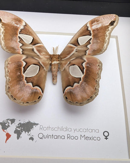 Rothschildia yucatana, rothschild's silkmoth, taxidermy, entomology gift,  moth display, nature, bug collection, ethically sourced