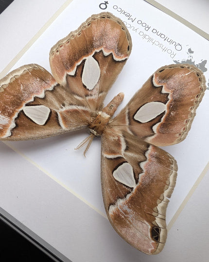 Rothschildia yucatana, rothschild's silkmoth, taxidermy, entomology gift,  moth display, nature, bug collection, ethically sourced