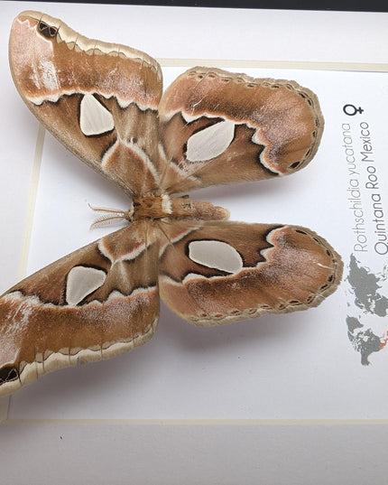 Rothschildia yucatana, rothschild's silkmoth, taxidermy, entomology gift,  moth display, nature, bug collection, ethically sourced