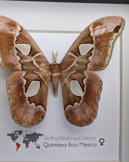 Rothschildia yucatana, rothschild's silkmoth, taxidermy, entomology gift,  moth display, nature, bug collection, ethically sourced