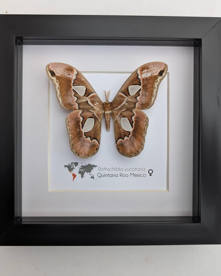 Rothschildia yucatana, rothschild's silkmoth, taxidermy, entomology gift,  moth display, nature, bug collection, ethically sourced
