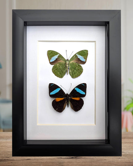 Framed nessaea aglaura butterfly pair: ethically sourced insect wall decor