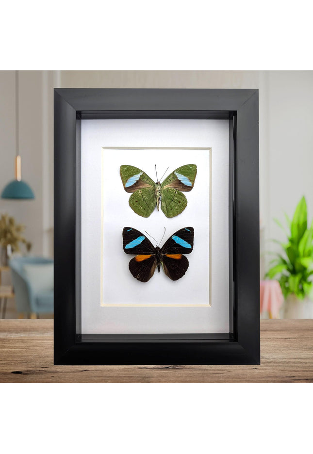 Framed nessaea aglaura butterfly pair: ethically sourced insect wall decor