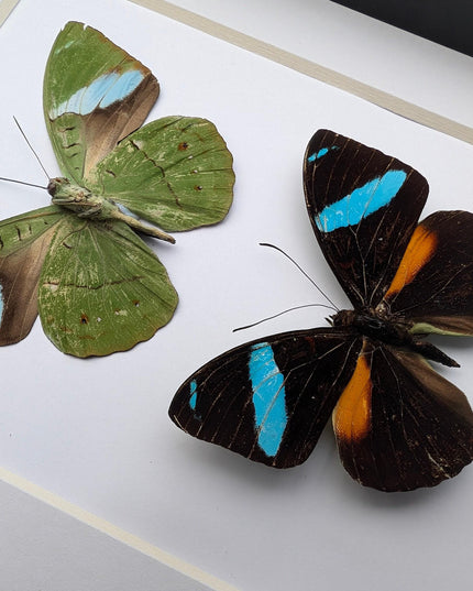 Framed nessaea aglaura butterfly pair: ethically sourced insect wall decor