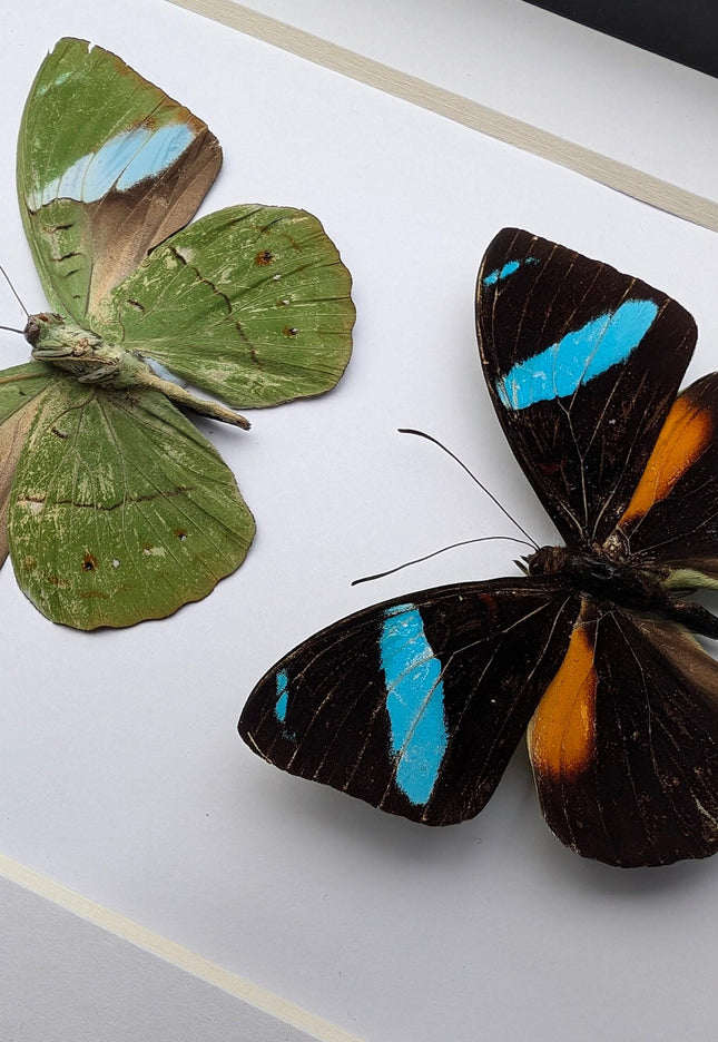 Framed nessaea aglaura butterfly pair: ethically sourced insect wall decor