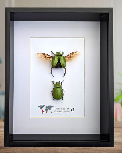 Chrysina adolphi pair, framed scarab beetle taxidermy, entomology gift, 8x10