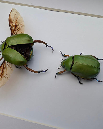 Chrysina adolphi pair, framed scarab beetle taxidermy, entomology gift, 8x10