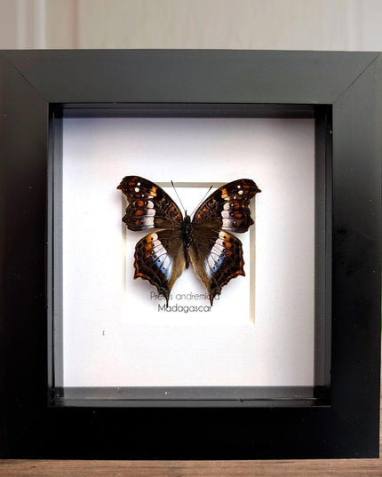 Taxidermy Butterfly Wall Decor, Madagascan Commodore, Entomology Gift