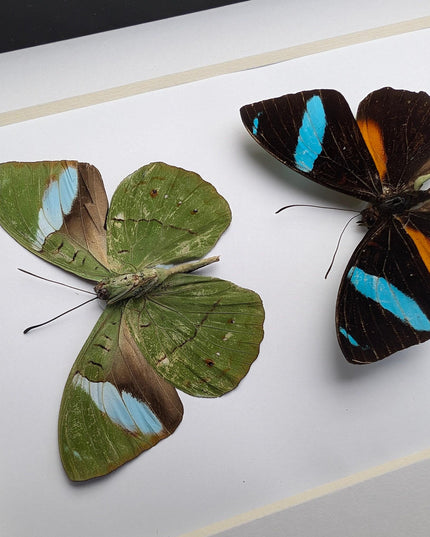 Framed nessaea aglaura butterfly pair: ethically sourced insect wall decor