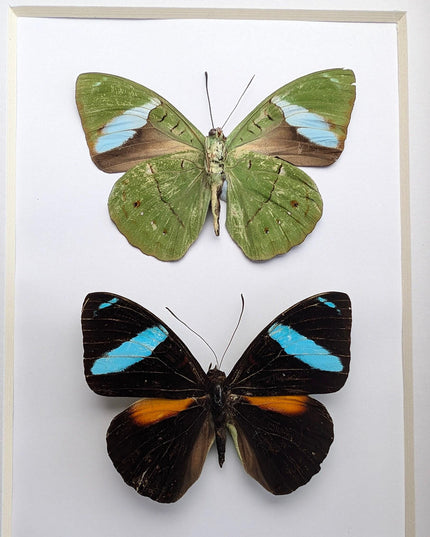 Framed nessaea aglaura butterfly pair: ethically sourced insect wall decor