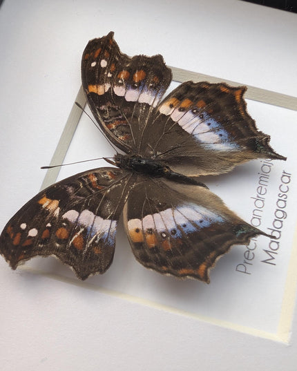 Taxidermy Butterfly Wall Decor, Madagascan Commodore, Entomology Gift