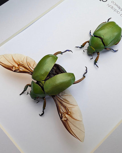 Chrysina adolphi pair, framed scarab beetle taxidermy, entomology gift, 8x10