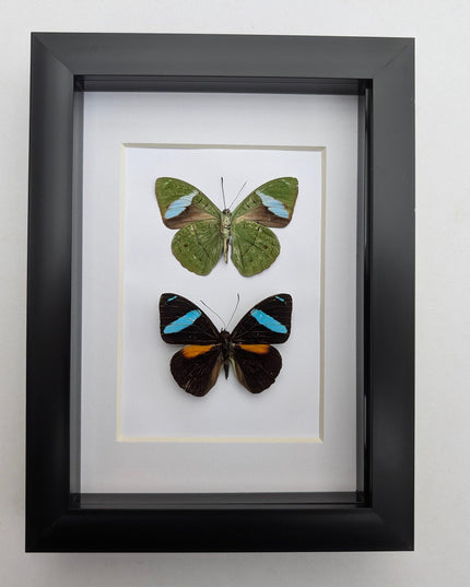 Framed nessaea aglaura butterfly pair: ethically sourced insect wall decor