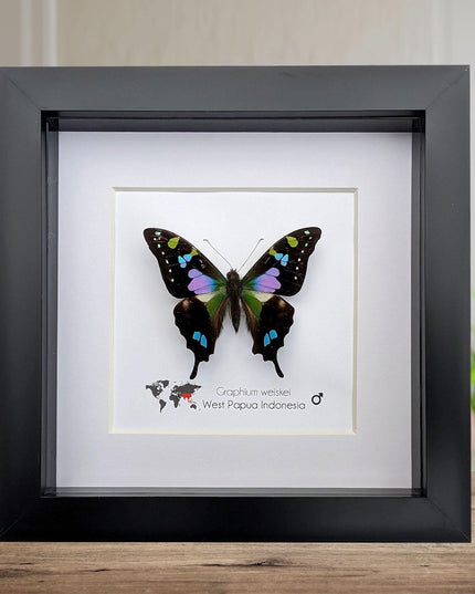 Framed Purple Spotted Swallowtail Butterfly, Ethically Sourced Taxidermy Art