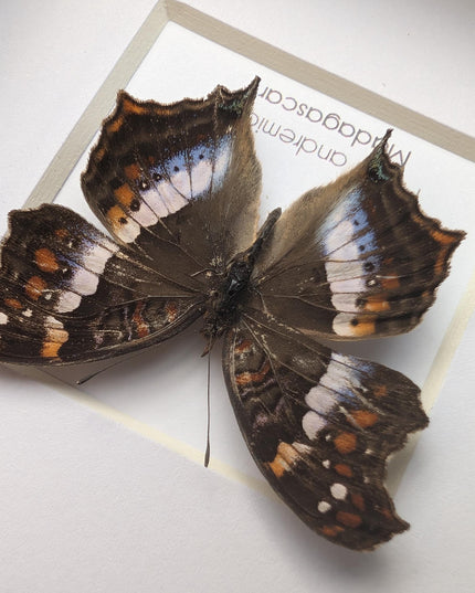 Taxidermy Butterfly Wall Decor, Madagascan Commodore, Entomology Gift