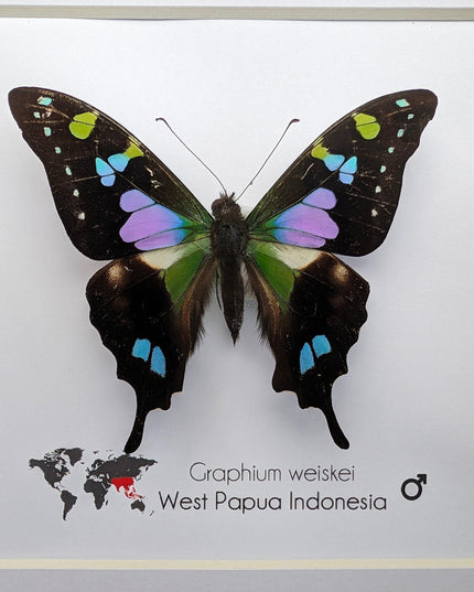 Framed Purple Spotted Swallowtail Butterfly, Ethically Sourced Taxidermy Art