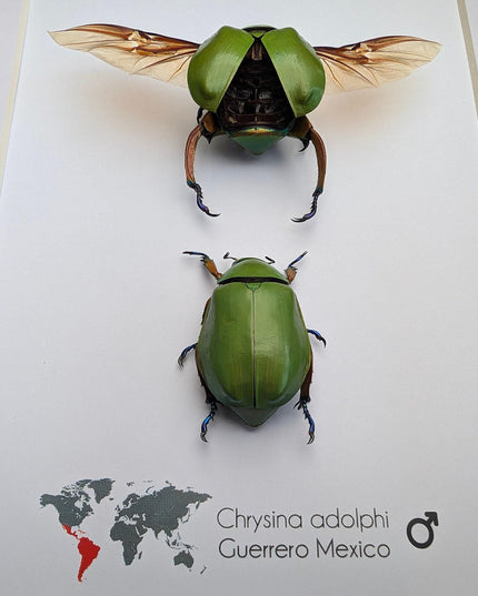Chrysina adolphi pair, framed scarab beetle taxidermy, entomology gift, 8x10