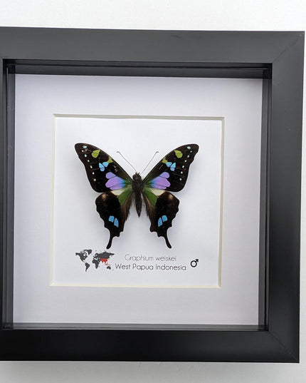 Framed Purple Spotted Swallowtail Butterfly, Ethically Sourced Taxidermy Art