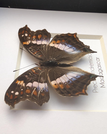 Taxidermy Butterfly Wall Decor, Madagascan Commodore, Entomology Gift