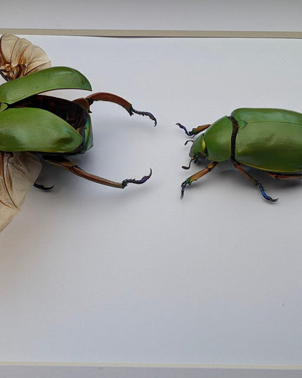 Chrysina adolphi pair, framed scarab beetle taxidermy, entomology gift, 8x10