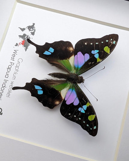 Framed Purple Spotted Swallowtail Butterfly, Ethically Sourced Taxidermy Art