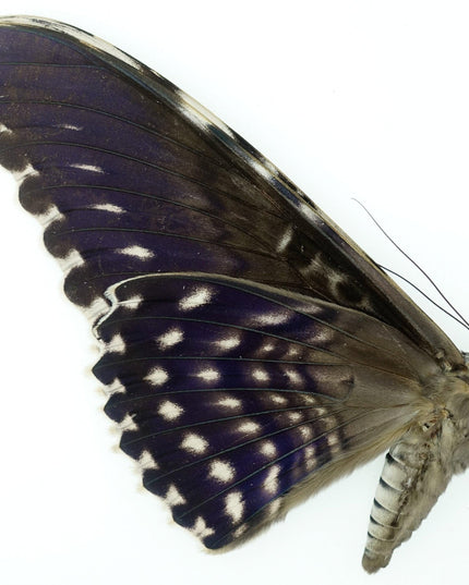 Thysania agrippina | white witch moth |  peru | papered item