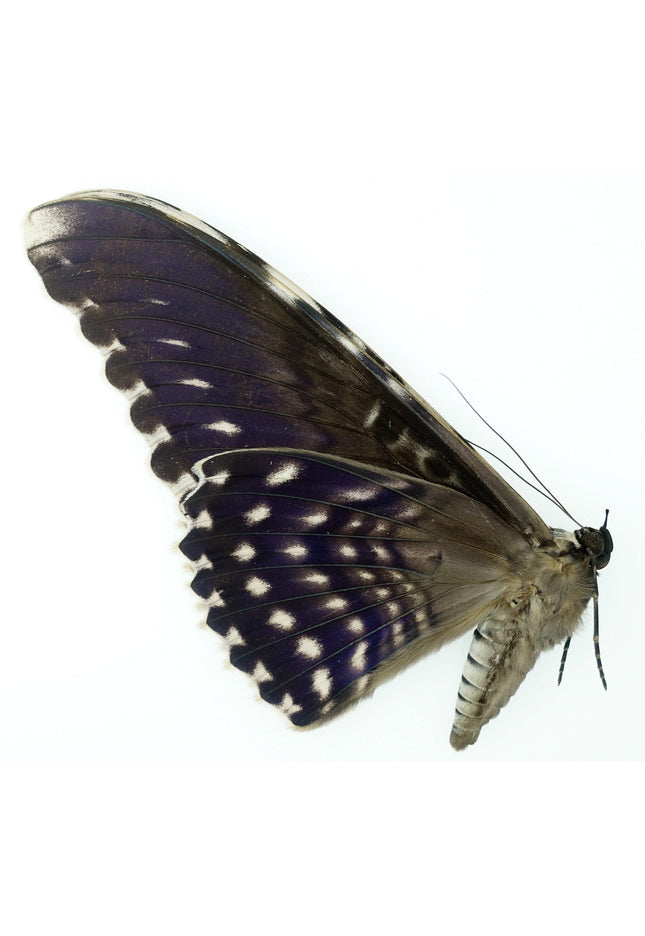 Thysania agrippina | white witch moth |  peru | papered item