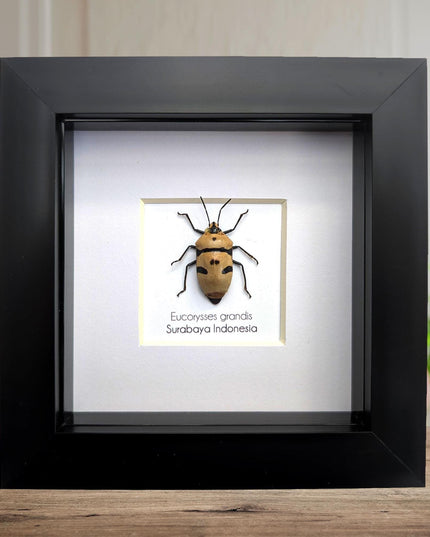 Framed giant shield bug specimen, ethically sourced taxidermy gift (4x4)