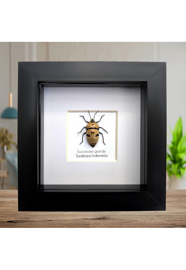 Framed giant shield bug specimen, ethically sourced taxidermy gift (4x4)