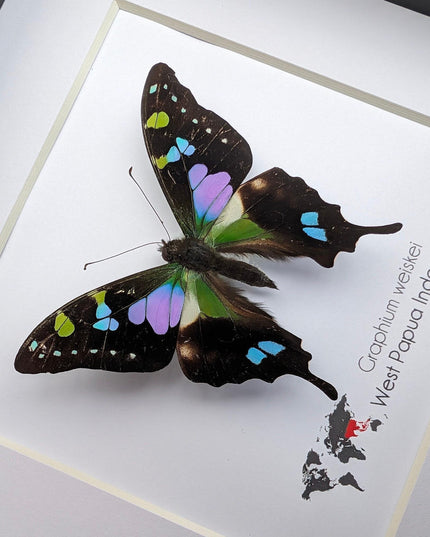 Framed Purple Spotted Swallowtail Butterfly, Ethically Sourced Taxidermy Art