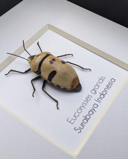 Framed giant shield bug specimen, ethically sourced taxidermy gift (4x4)