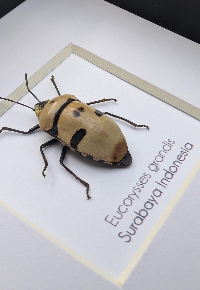 Framed giant shield bug specimen, ethically sourced taxidermy gift (4x4)