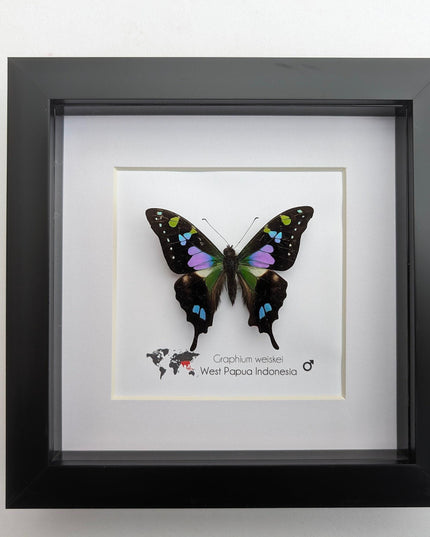 Framed Purple Spotted Swallowtail Butterfly, Ethically Sourced Taxidermy Art