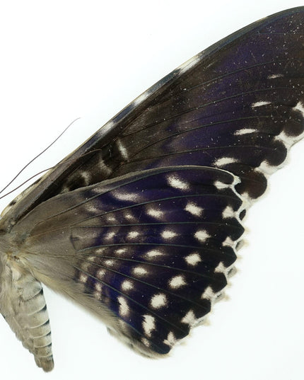 Thysania agrippina | white witch moth |  peru | papered item