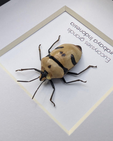 Framed giant shield bug specimen, ethically sourced taxidermy gift (4x4)