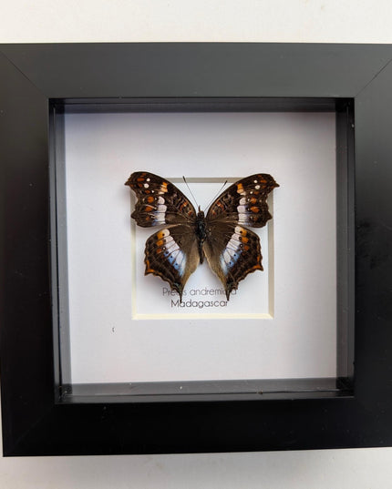 Taxidermy Butterfly Wall Decor, Madagascan Commodore, Entomology Gift