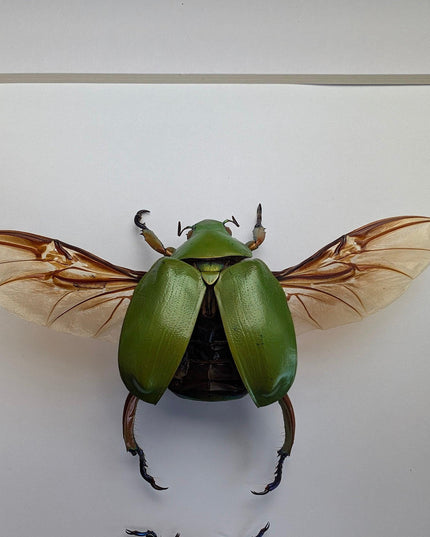 Chrysina adolphi pair, framed scarab beetle taxidermy, entomology gift, 8x10