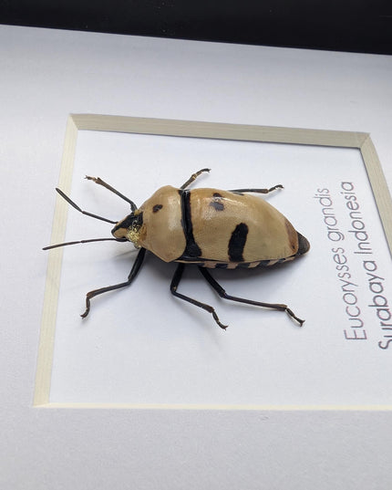 Framed giant shield bug specimen, ethically sourced taxidermy gift (4x4)