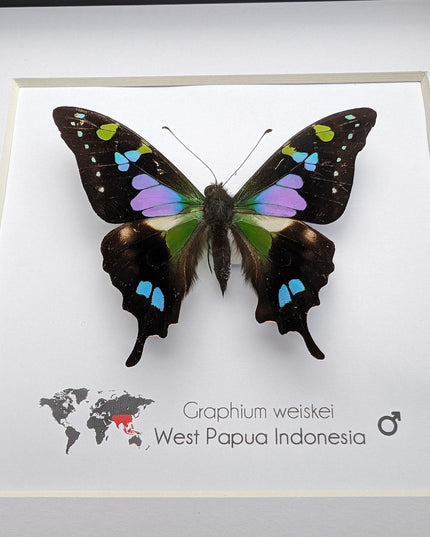 Framed Purple Spotted Swallowtail Butterfly, Ethically Sourced Taxidermy Art