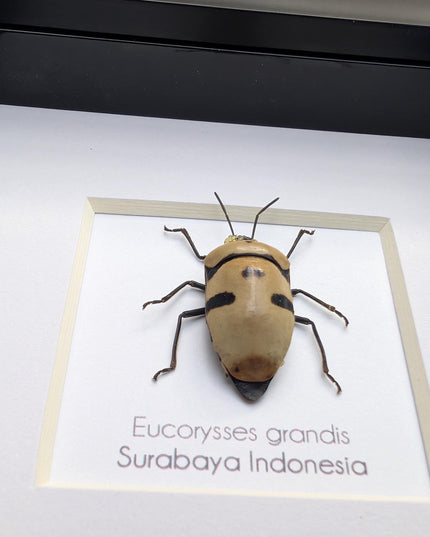 Framed giant shield bug specimen, ethically sourced taxidermy gift (4x4)